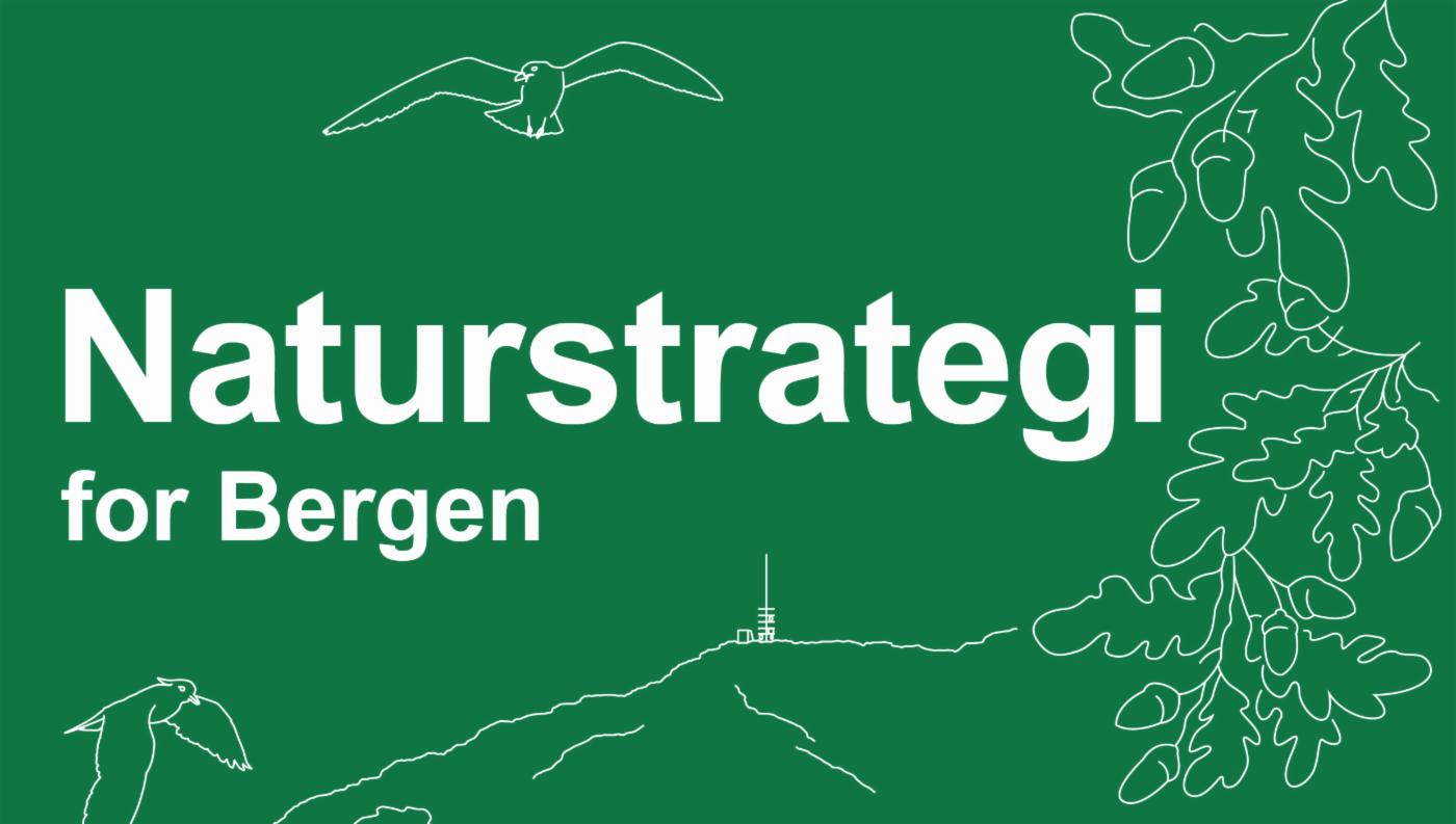 Utsnitt av forsiden til Naturstrategi for Bergen. Tittelen med hvit skrift på grønn bakgrunn. Illustrasjon av to måser, Ulrikken og blader fra ett tre