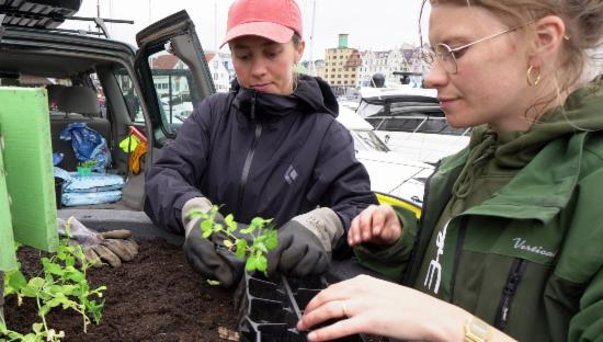 Mari Beitnes og Ronya Reitan Solberg planter erteplanter på Bryggen