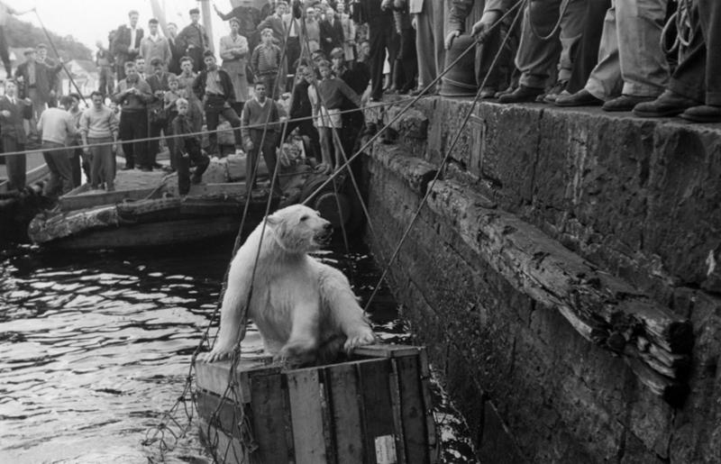 Havneingeniørens foto av isbjørnen i Våren, 30. juli 1953.