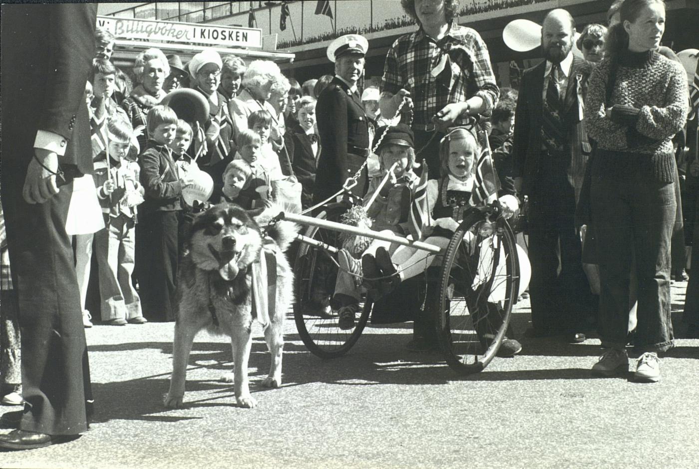 Schæferhund på Torgallmenningen 17. mai, sannsynligvis på 1970-tallet.