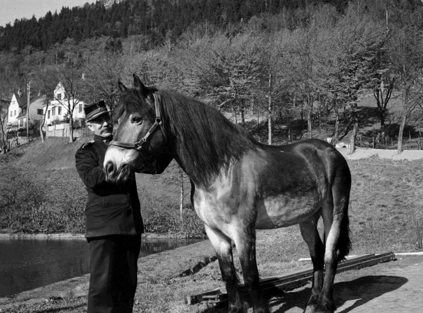 En av brannvesenets siste hester på Skansen med brannmester Abrahamsen i 1936. Andersen holder hesten og i bakgrunnen ser vi Skansedammen og husene i Skanselien.
