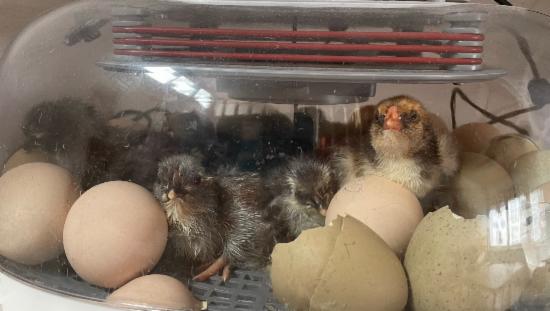 Ny klekkede kyllinger trygt inne i rugekassen