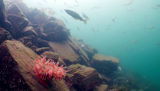 Undervannsfoto fra Puddefjorden