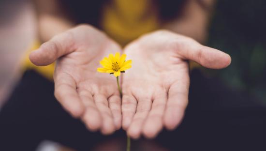 En gul blomst mellom to håndflater.