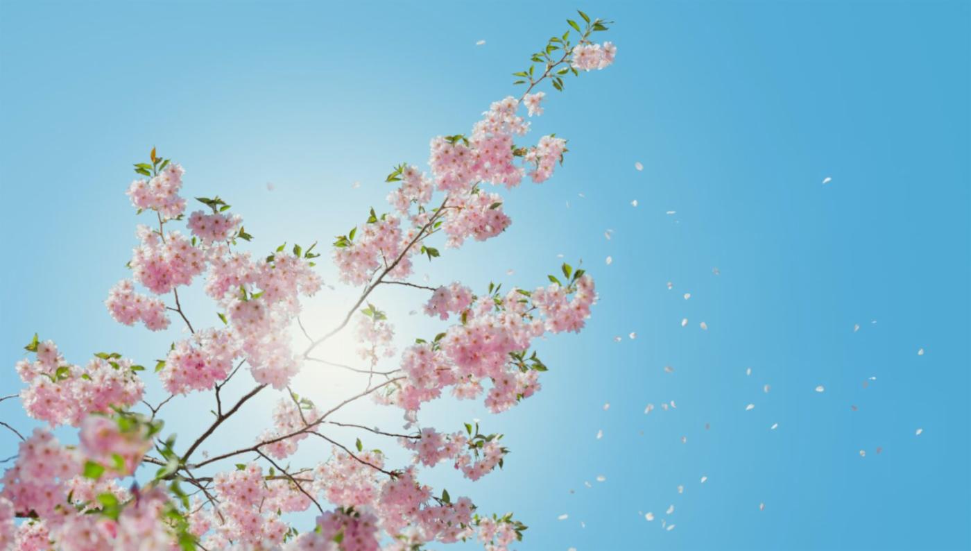 Et kirsebærtre i blomst med blå himmel bak 