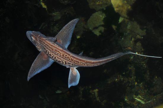 Havmus er en av de mest spesielle fiskene som finnes i dypet i Byfjord.