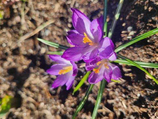 Vårhilsen fra oss på Alvøen!