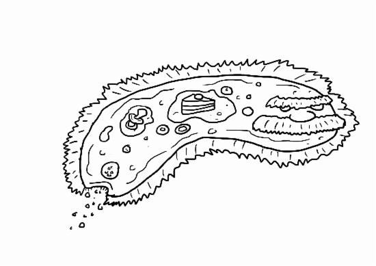 Tegning av bakterie