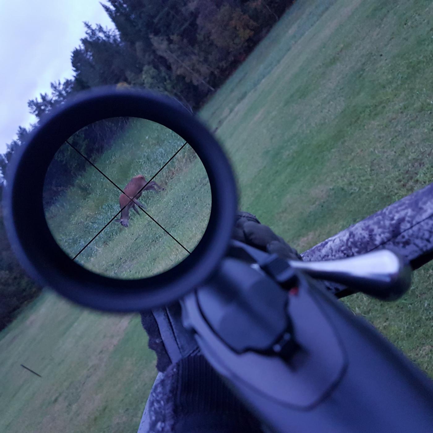 Hjort vist gjennom siktet på riflen